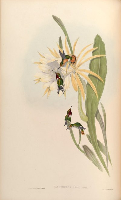 Calothorax heliodor = Chaetocercus heliodor - John Gould